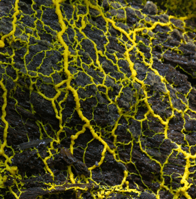 Slime Molds