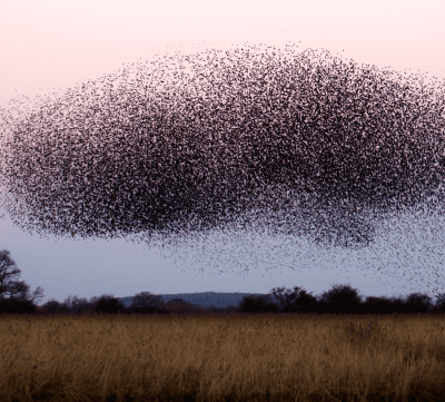 Swarms